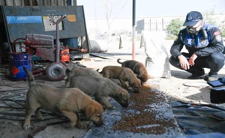 Adana'da sokak hayvanları unutulmadı