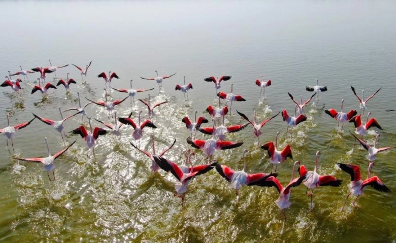 Adana'da Flamingoların görsel şöleni