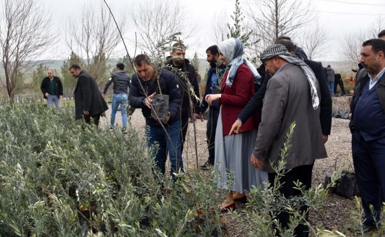 Siverek'te çiftçilere 25 bin meyve fidanı dağıtıldı