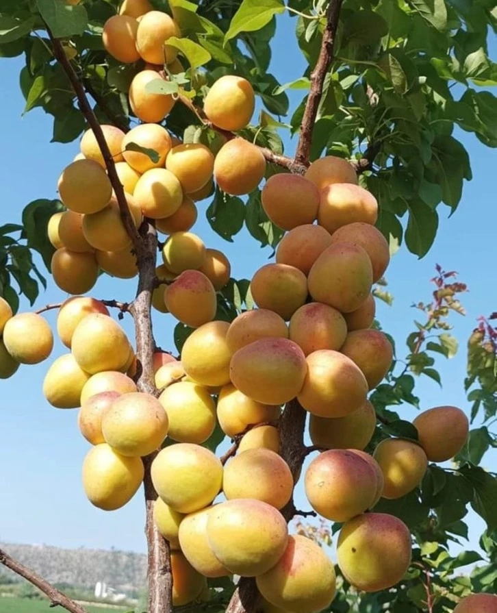 Mersin’de kayısının kilosu 8 liraya kadar düştü