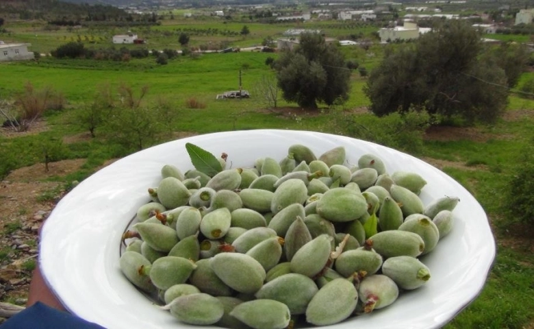 Mersin'de hasadı yapılan çağlanın kilosu 100 TL