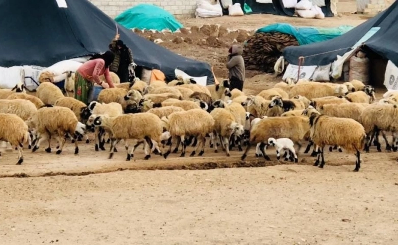 Şanlıurfa’da göçerlerin göç hazırlığı başladı