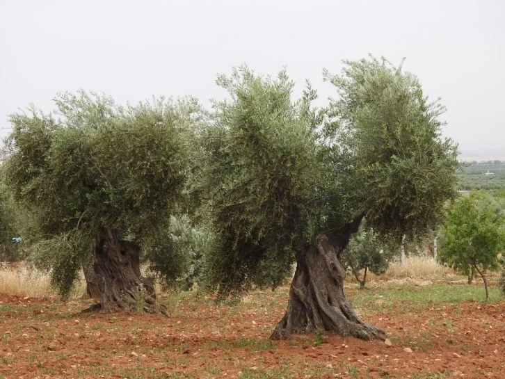 Kilis'te zeytin üreticilerinin umutlu bekleyişi başladı