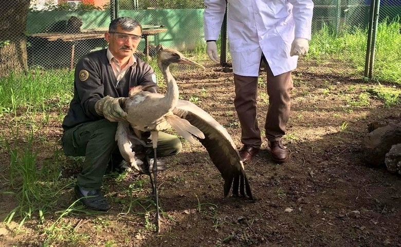 Vatandaşın bulduğu yaralı turna tedavi altına alındı