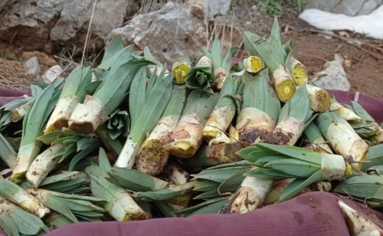 Kahramanmaraş’ta çiriş otu sezonu açıldı