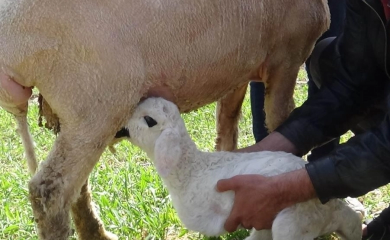 Kilis’te ön 2 ayağı olmayan kuzu dünyaya geldi