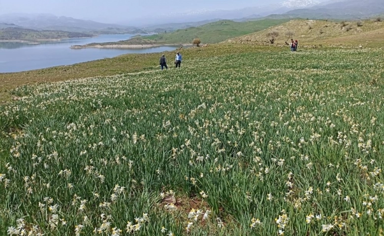 Gerger’de yabani nergisler yerli turistlerin ilgi odağı oluyor