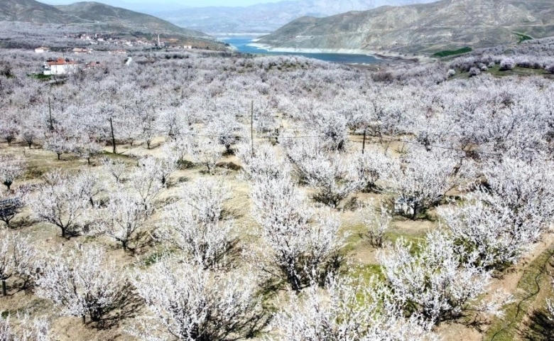 Kayısı çiçeklerinin görsel şöleni