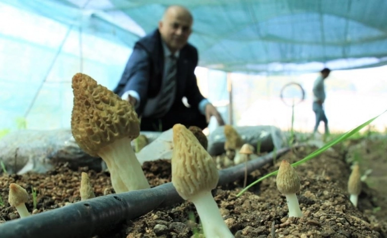 Türkiye’de ilk defa üretimi yapıldı Tazesinin kilosu 400, kurusu 3 bin TL