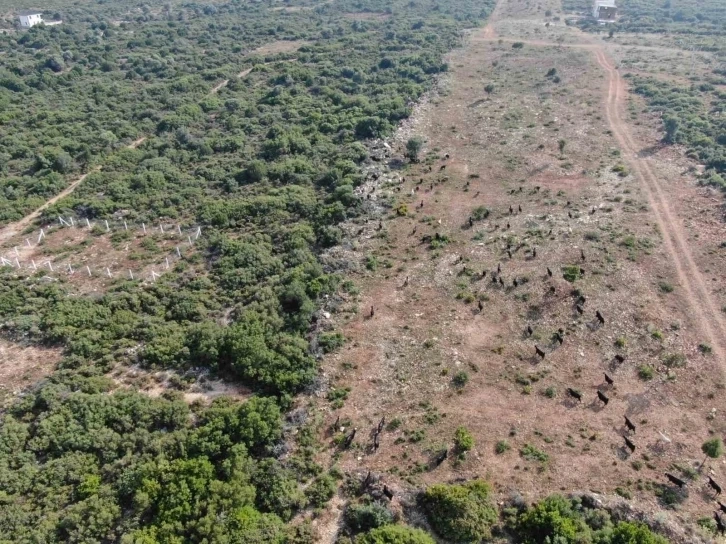 Teknoloji de yok yok, kaybolan 150 keçi drone ile bulundu