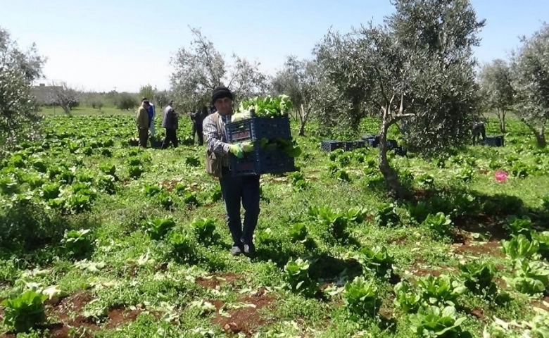 Kilis'te Marulun tanesi tarlada 2 markette 10 TL