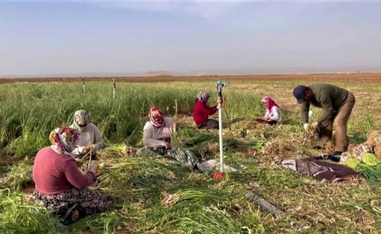 Şanlıurfa’nın Suruç ilçesinde sarımsak alternatif ürün oldu