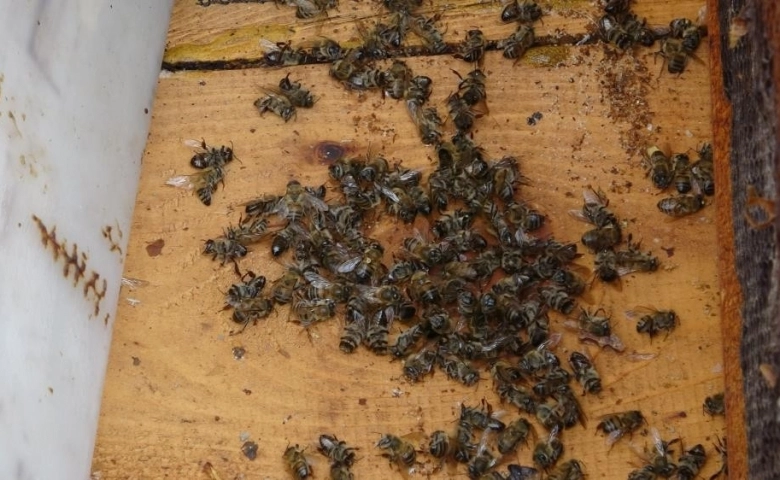 Diyarbakır'da Arılar kovanda kaldı, bal üretimi sıfıra düştü