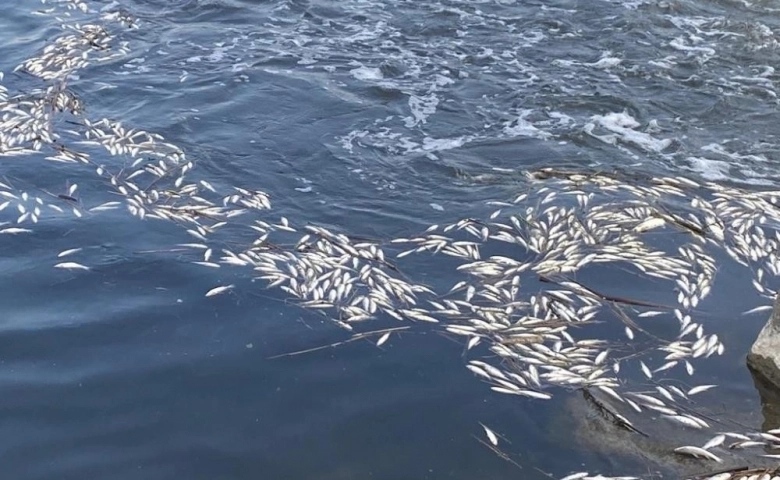 Dicle Nehri'nde telef olan binlerce balık su yüzeyine çıktı