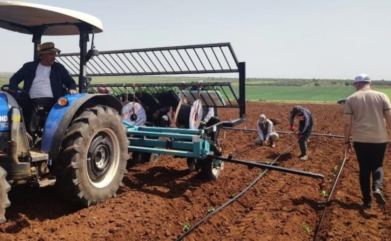 Kilis’in tescilli 'zabaran patlıcanı'' dikimine başlandı