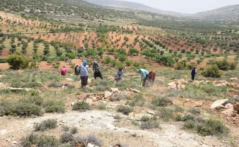 Kilis bal ormanında çalışmalar sürüyor