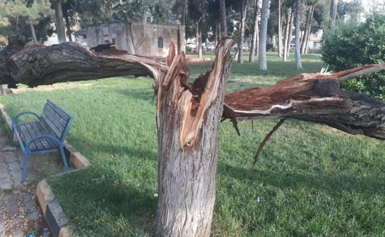 Kilis'te Etkili olan rüzgar ağaçları devirdi