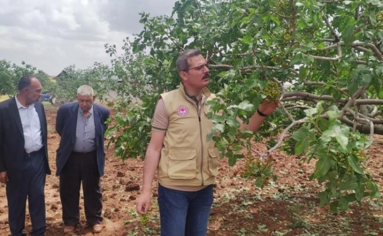 Kilis'te Dolunun vurduğu tarım arazilerinde hasar tespiti başladı