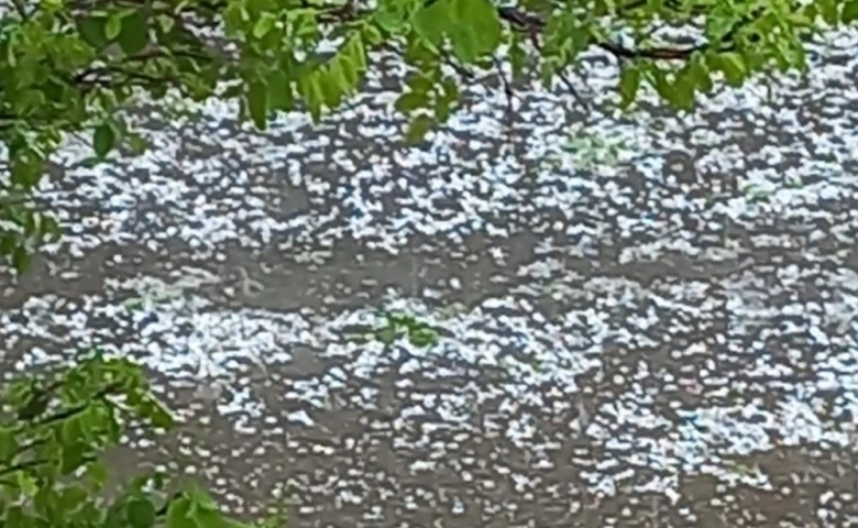 Malatya'da dolu yağışı kayısı ağaçlarına zarar verdi