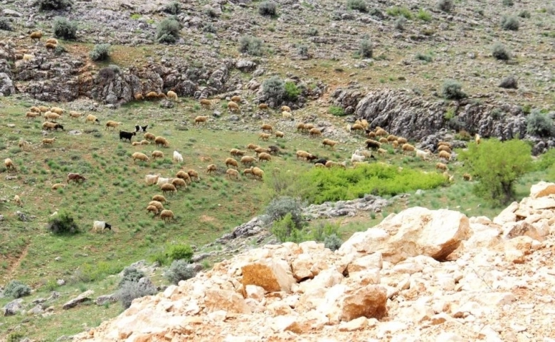 Kahramanmaraş’ta sürüler yaylalara çıkmaya başladı