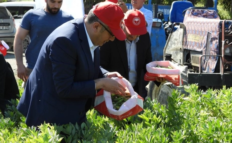 Hatay'da bakla hasadı başladı