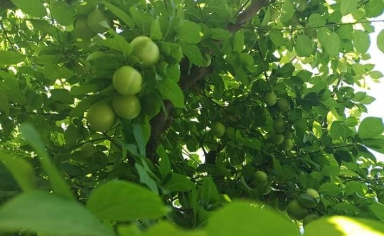 Gülnar’da çiftçiler tepkili, yetkilileri göreve çağırdılar