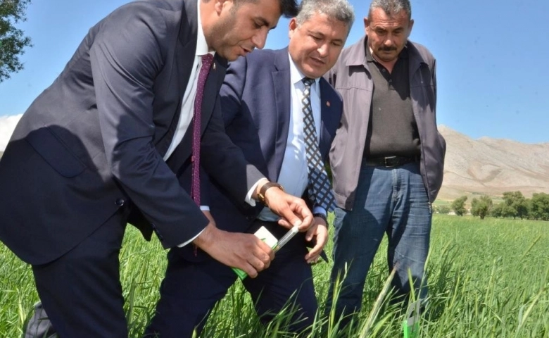 Kahramanmaraş'ta Süne ile mücadele için tarlalara 130 bin "arıcık" salındı