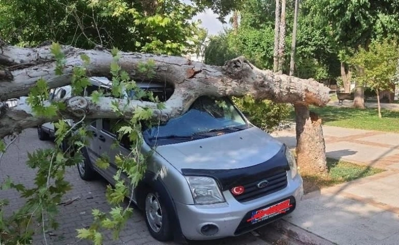 Ağaç park halindeki aracın üzerine devrildi