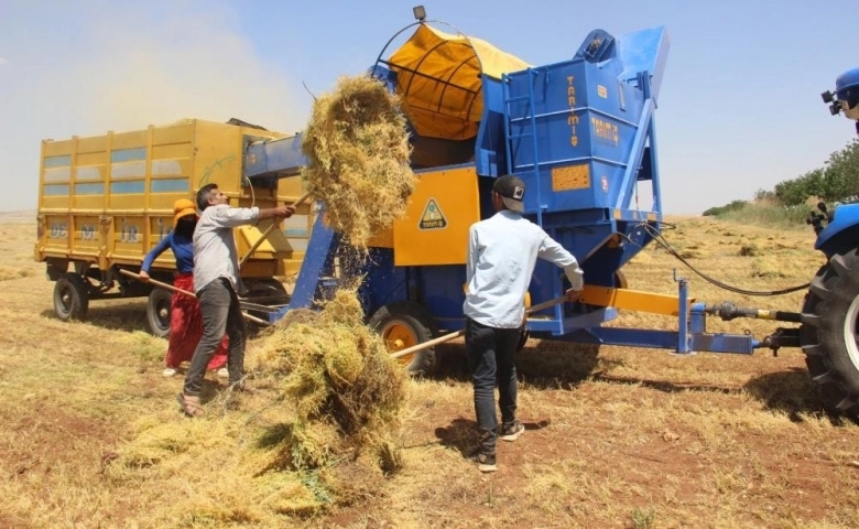 Şanlıurfa'da 43 derece sıcakta mercimek hasadı