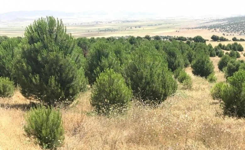 Kilis’te ağaçlandırma çalışmaları sürüyor