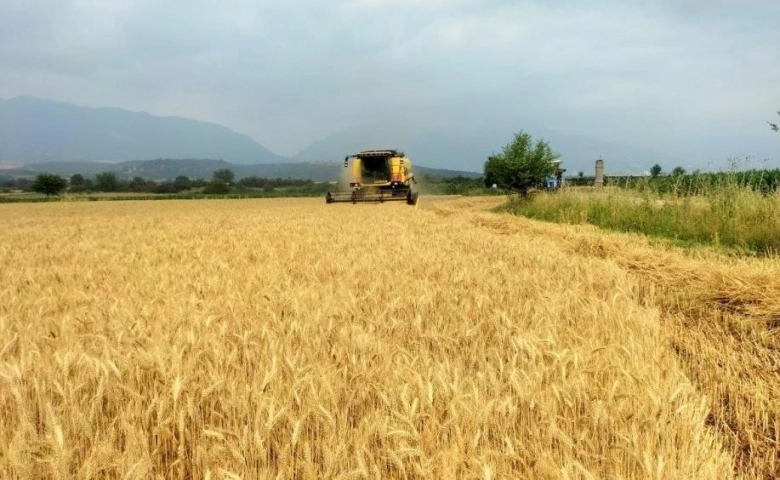 Osmaniye'de Buğday üreticisinin yüzü gülüyor