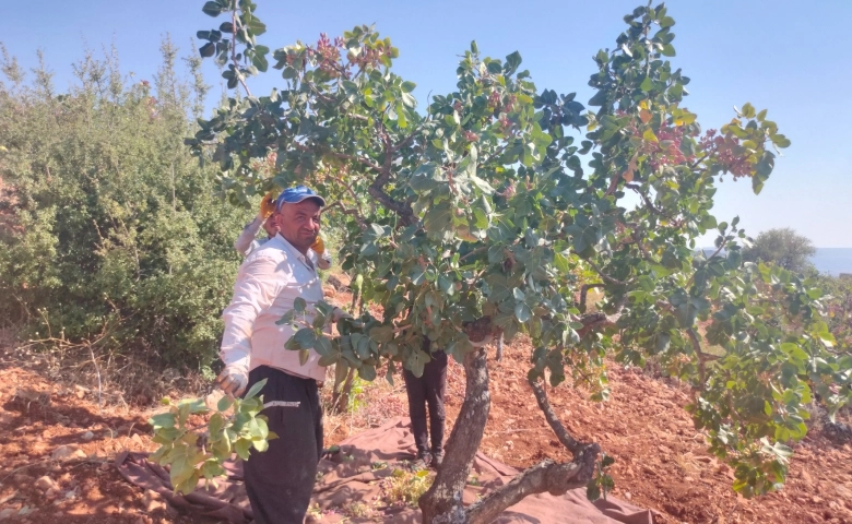  Antep fıstığı üreticilerine MHP'li Taşdoğan'dan destek 