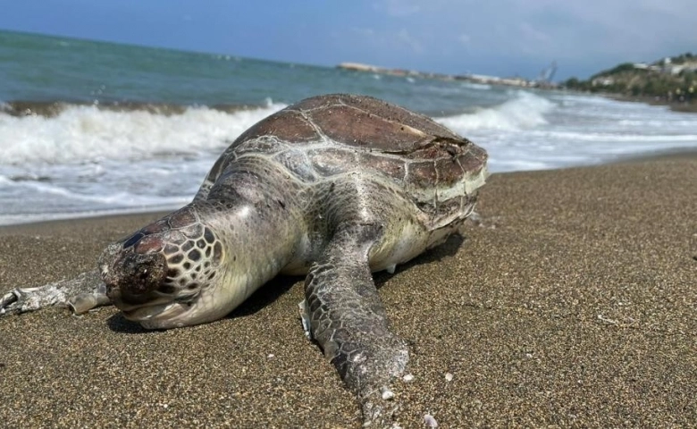 Hatay'da ölü caretta caretta sahile vurdu