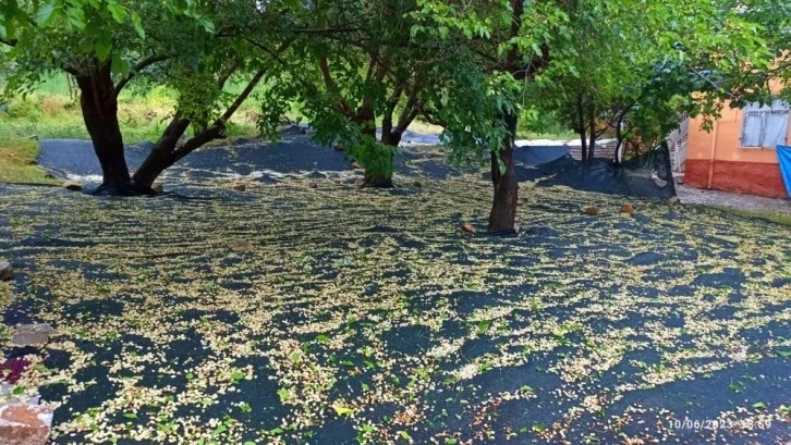 Tunceli’de etkili dolu yağışı ekili alanlara hasar verdi