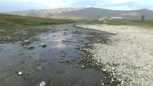 İnci kefalini geri dönüş yolunda susuzluk tehlikesi bekliyor