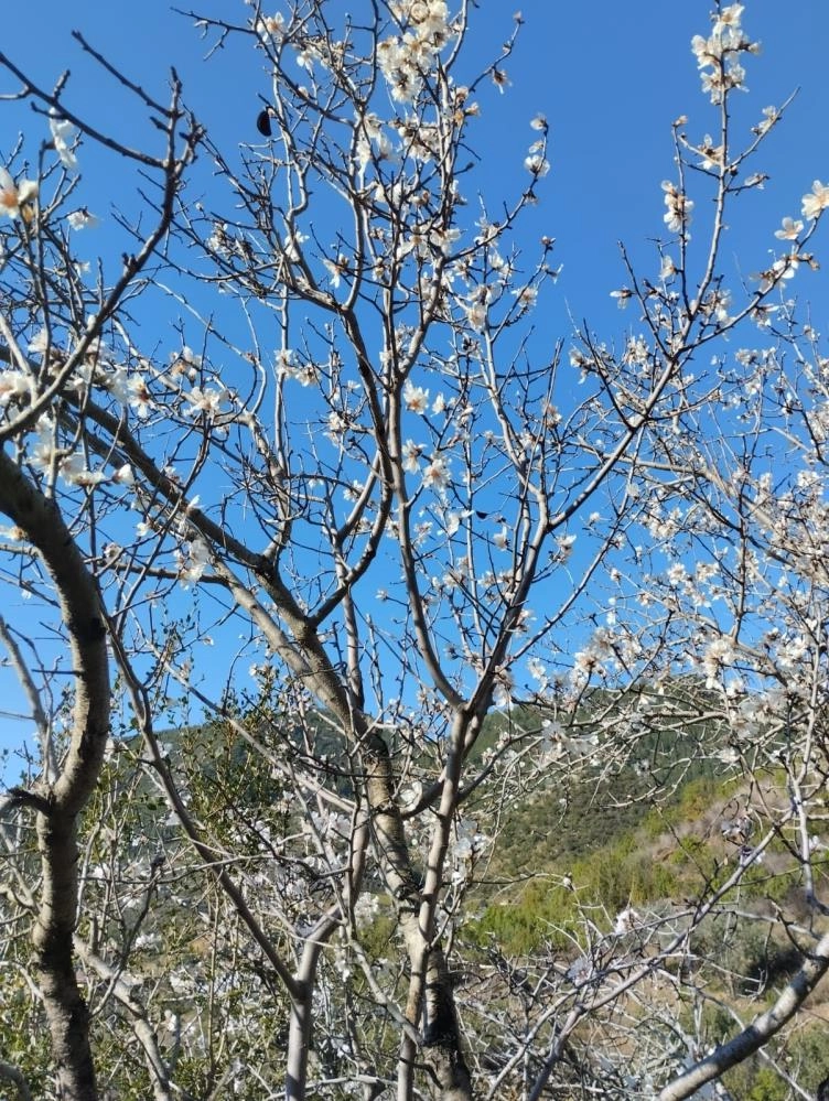 Badem ağaçları çiçek açtı