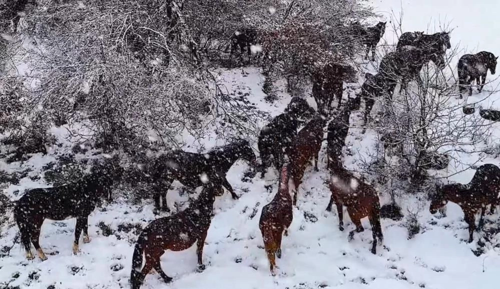 Yılkı atlarının karlar içinde muhteşem görüntüleri