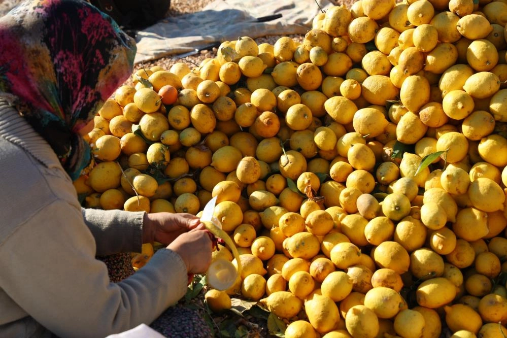 Meyvesi yüz güldürmedi kabuğu altın oldu