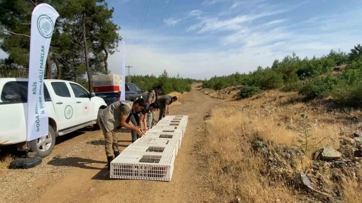 Keklikler doğayla buluştu