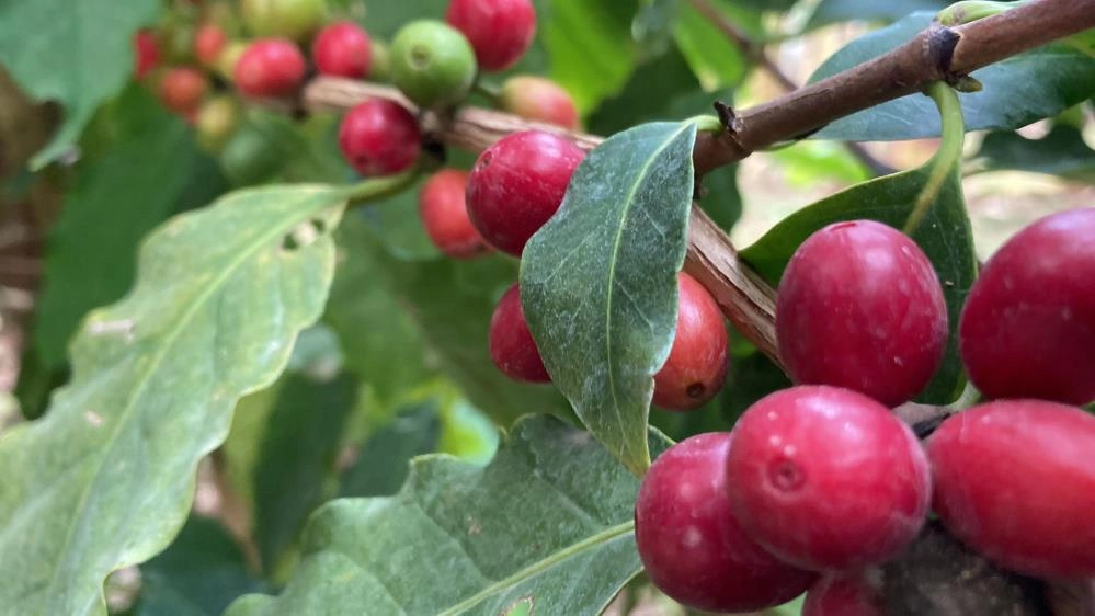 Kahve ağacı yetiştiren Mersin'li üretici ilk ürünlerini aldı