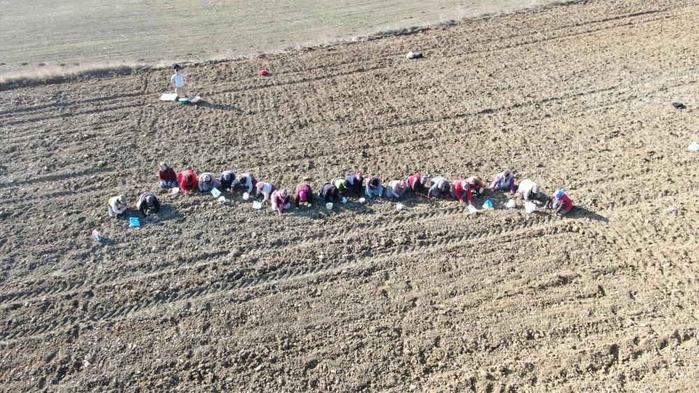 Taşköprü sarımsağı toprakla buluşuyor