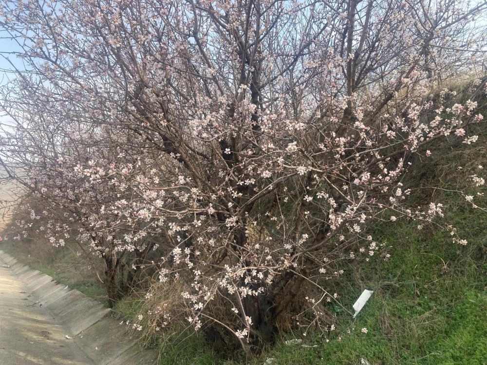 Malatya’da badem ağaçları çiçek açtı