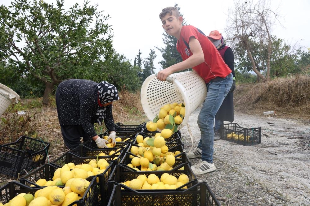 Hatay valiliği tarafından limon satışı için üreticilere önemli destek