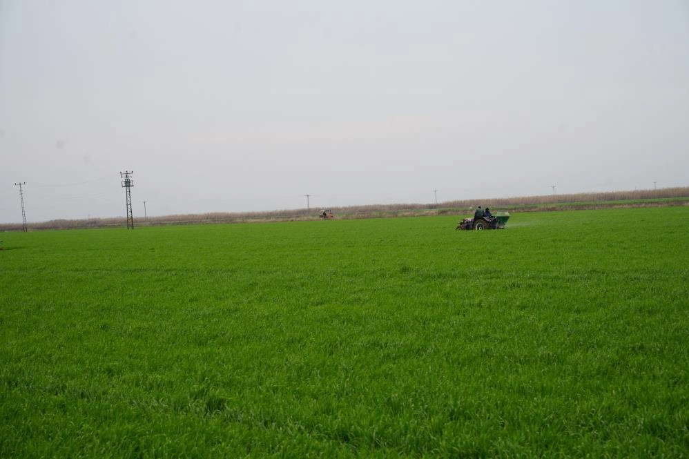 Kilis'te çiftçilerin zorlu gübre atma mesaisi başladı