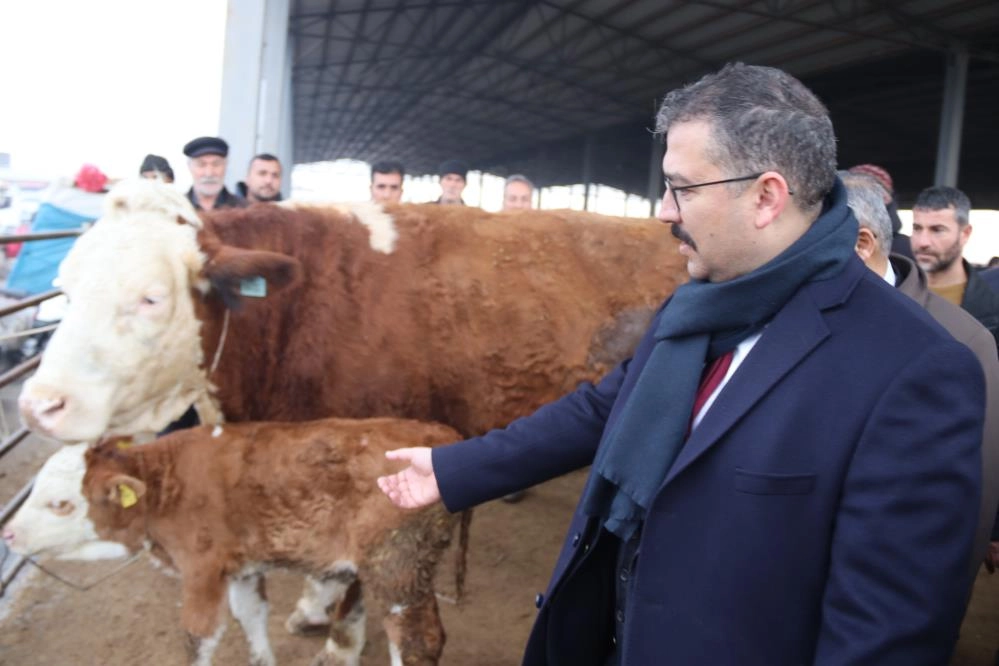 Şap hastalığından dolayı kapalı olan Iğdır Hayvan Borsası yeniden  açıldı