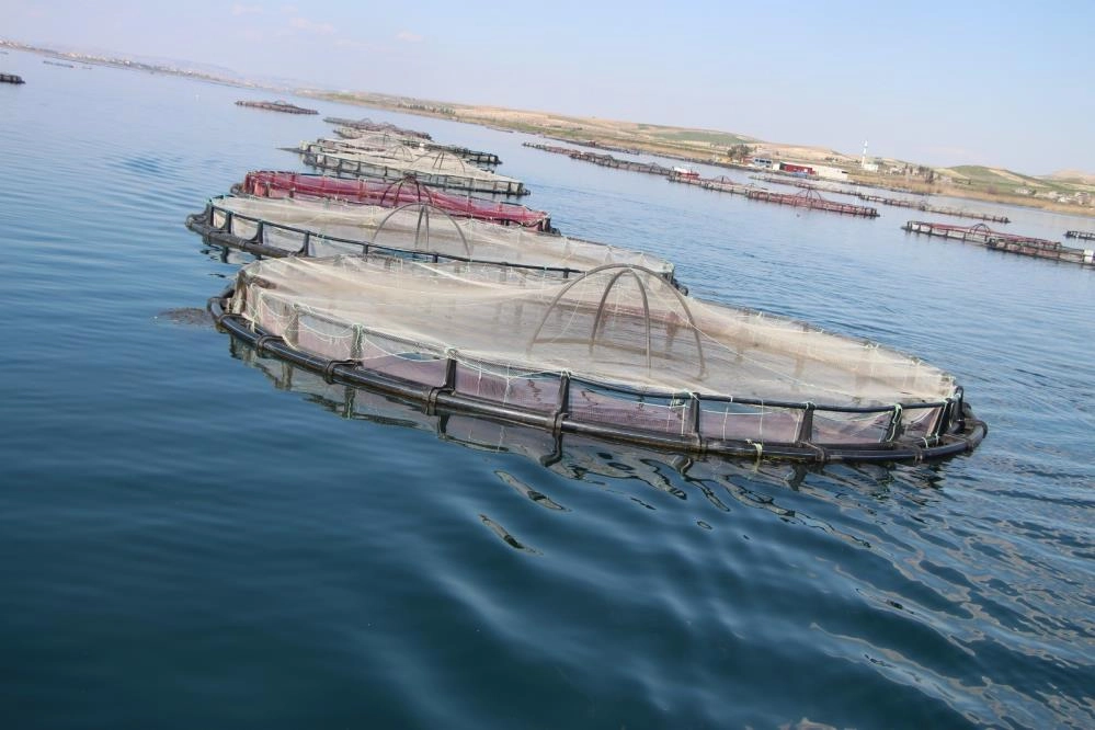 Şanlıurfa’dan dünyaya balık ihracatı