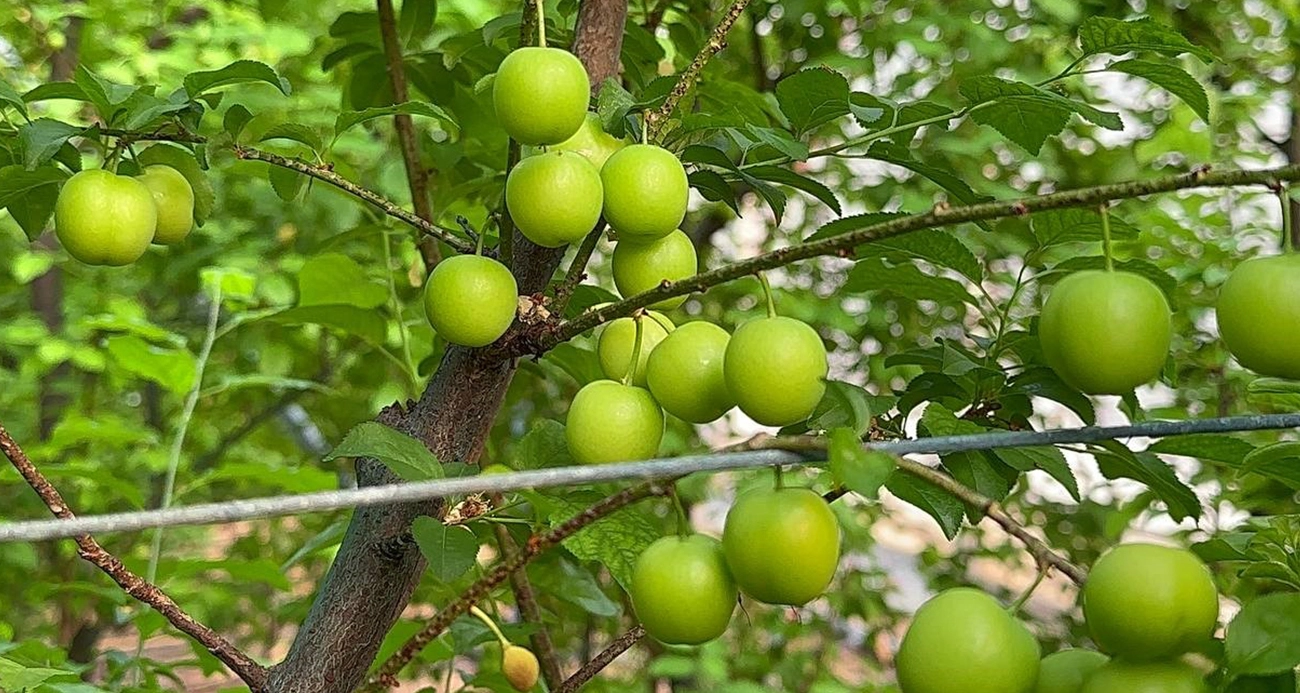 Eriğin Fiyatı altınla yarışıyor