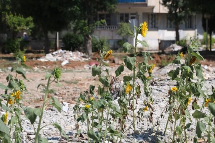 Enkaz altında kalıp boy veren ay çekirdekleri çiçek açtı