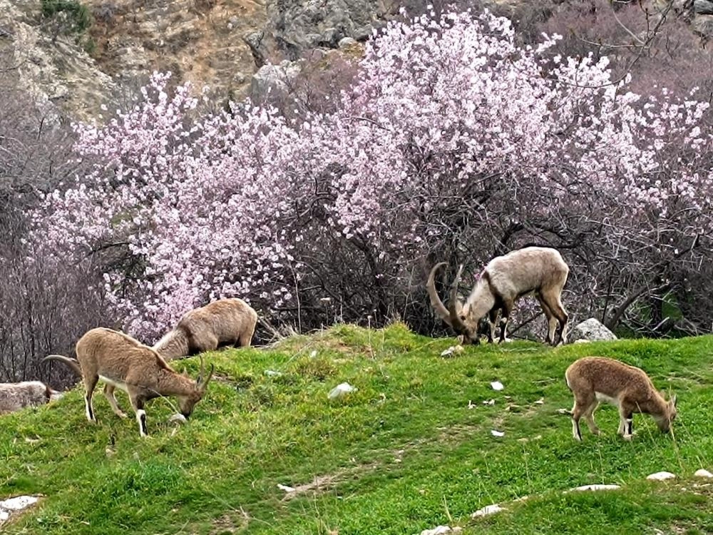 Tunceli'de iki farklı mevsim