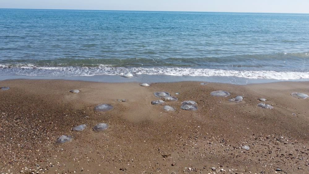 Mersin'de sahiller denizanası ile doldu